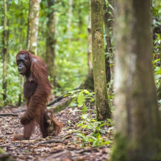 Female orangutan with her baby in Borneo, Indonesia