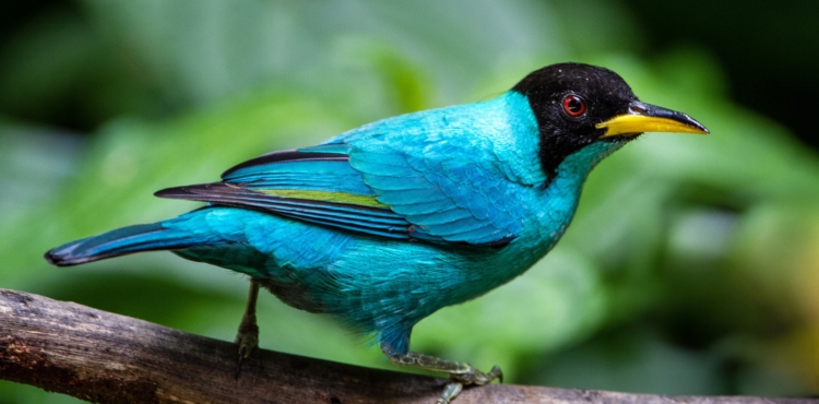 Green honeycreeper bird