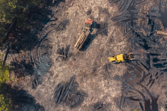deforestation image