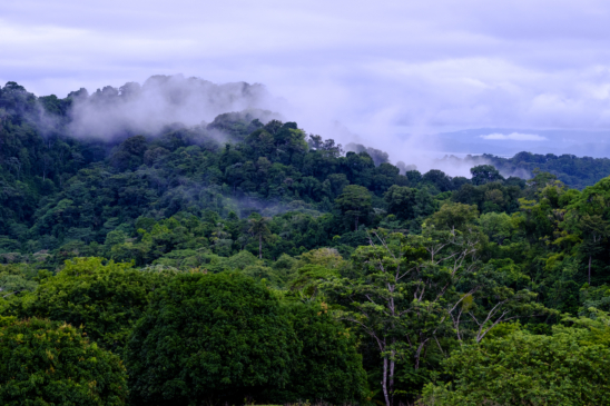 rainforest