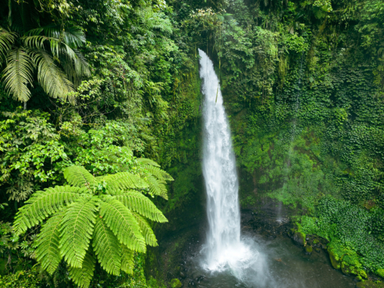 Rainforest waterfall image