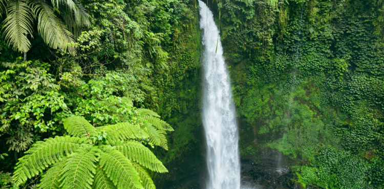 Rainforest waterfall image