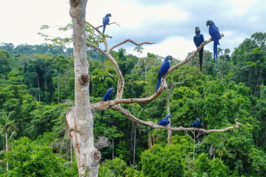 Blue parrots roost in a tree, Aerial photo taken with a drone of a group of hyacinth macaw (Anodorhynchus hyacinthinus) in the canopy of a tree in an area of Brazilian Amazon forest.