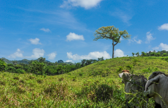 Cows in Brazil